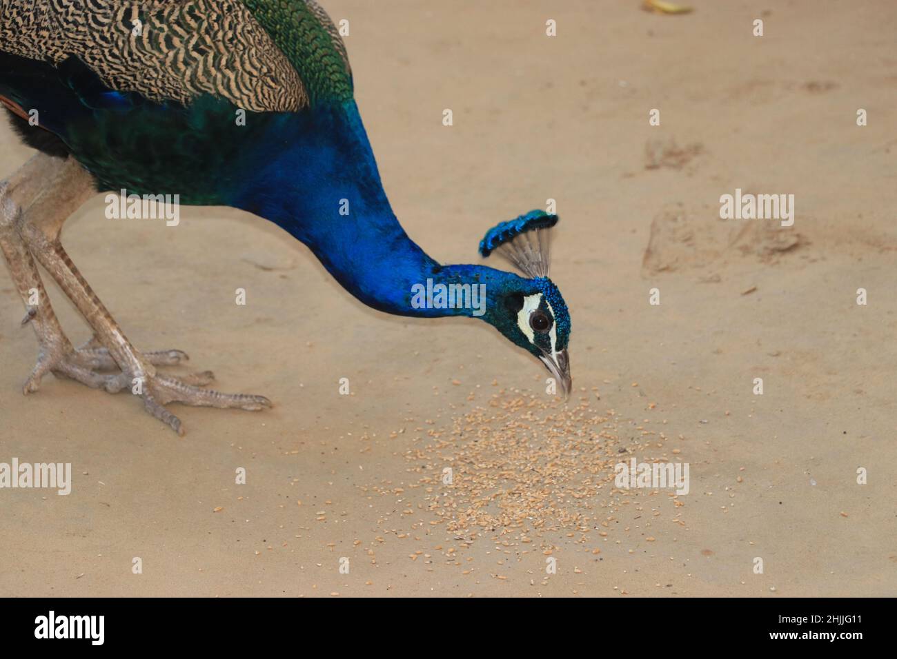 Schöne Pfau Waling und essen Weizenkörner. Stockfoto