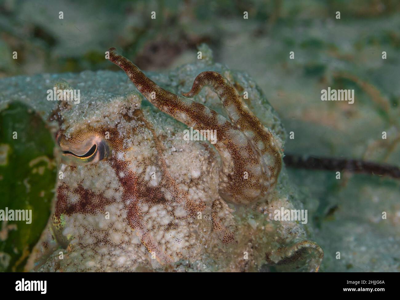 Nahaufnahme von Tintenfisch im Meer Stockfoto