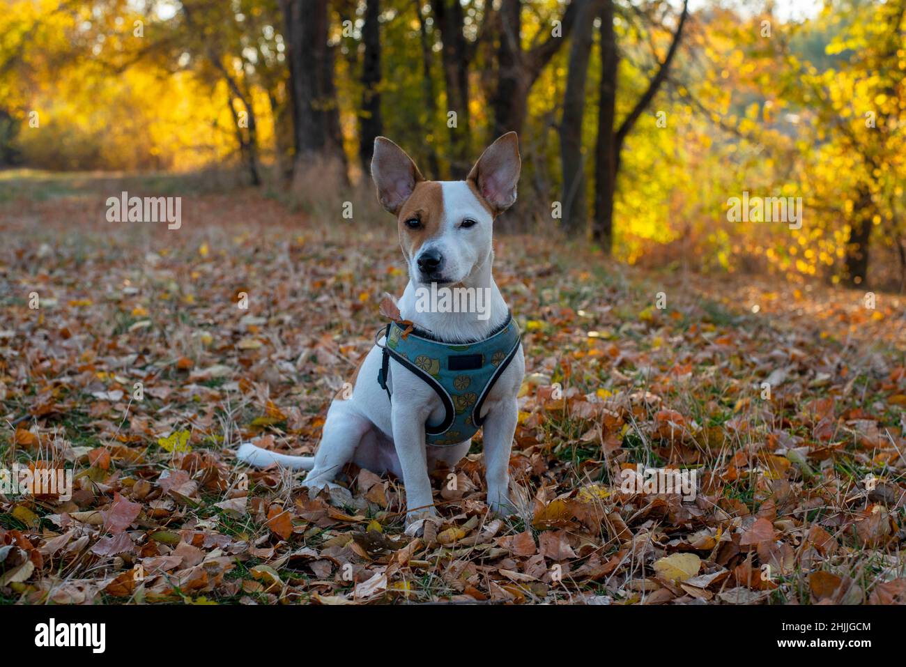 Die Hunderasse Jack Russell Terrier sitzt im Herbst auf trockenen gelben Blättern im Wald in einem blauen Geschirr mit einem Zitronenmuster. Vor dem Hintergrund von Stockfoto