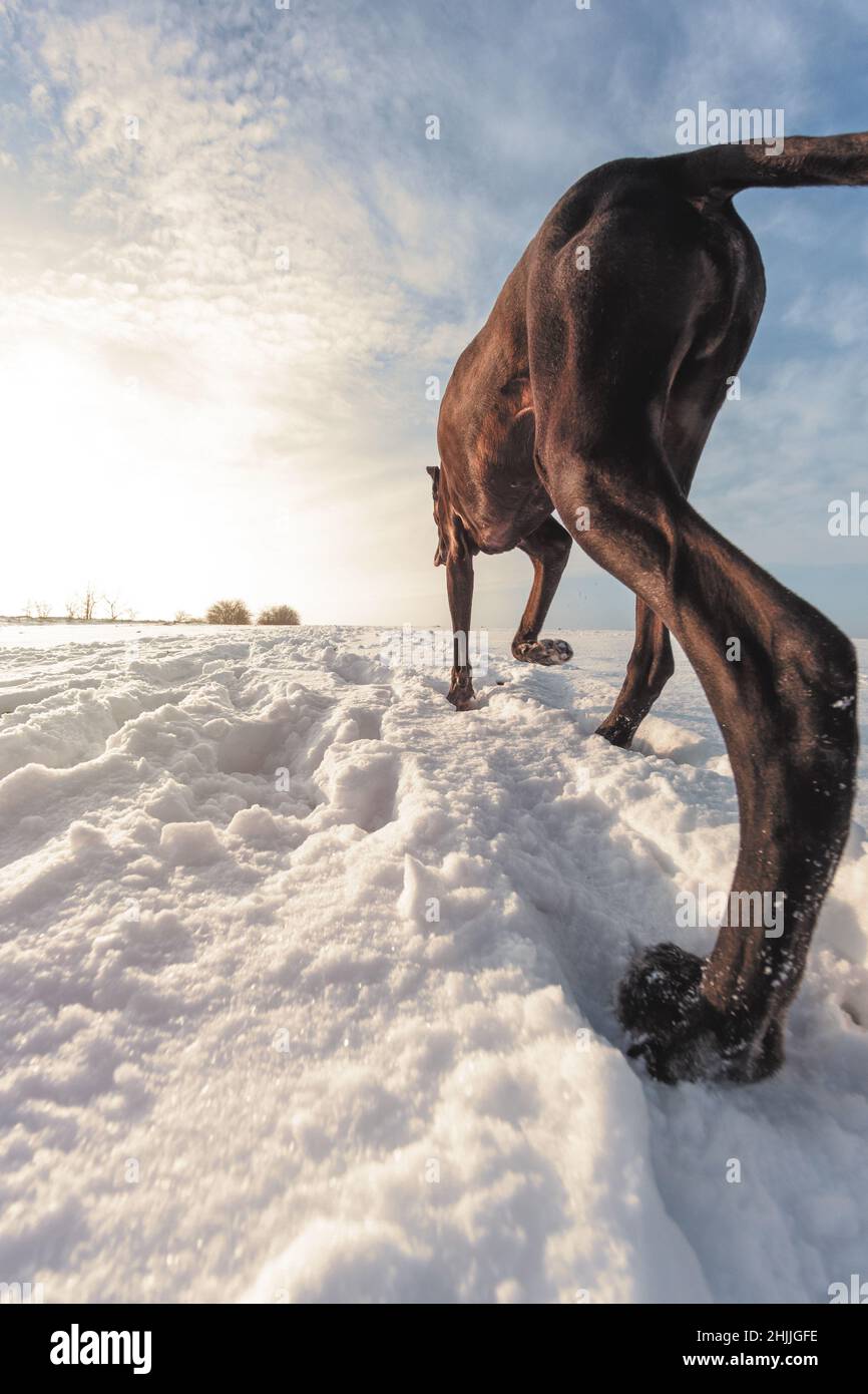 Großer Hund läuft im Schnee im Winter erkundet die Dogge das Schneefeld Stockfoto