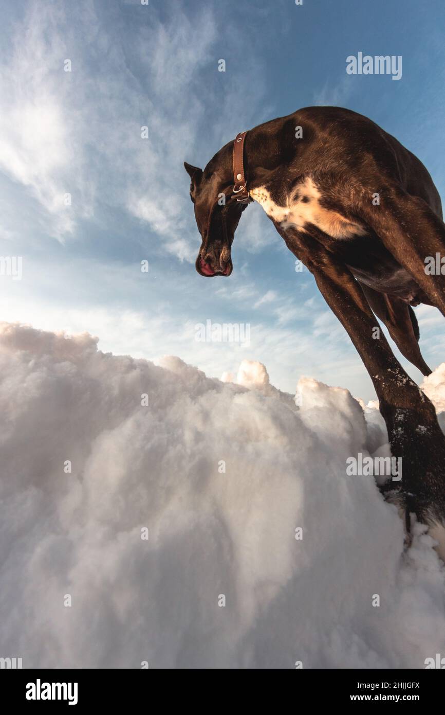 Großer Hund läuft im Schnee im Winter erkundet die Dogge das Schneefeld Stockfoto