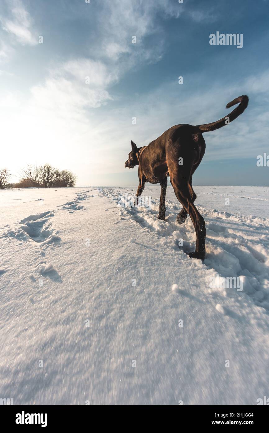 Großer Hund läuft im Schnee im Winter erkundet die Dogge das Schneefeld Stockfoto