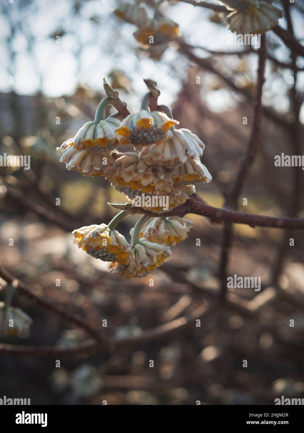 Botanische Gartenpflanzen mit geschlossenen Flugzeugen Stockfoto