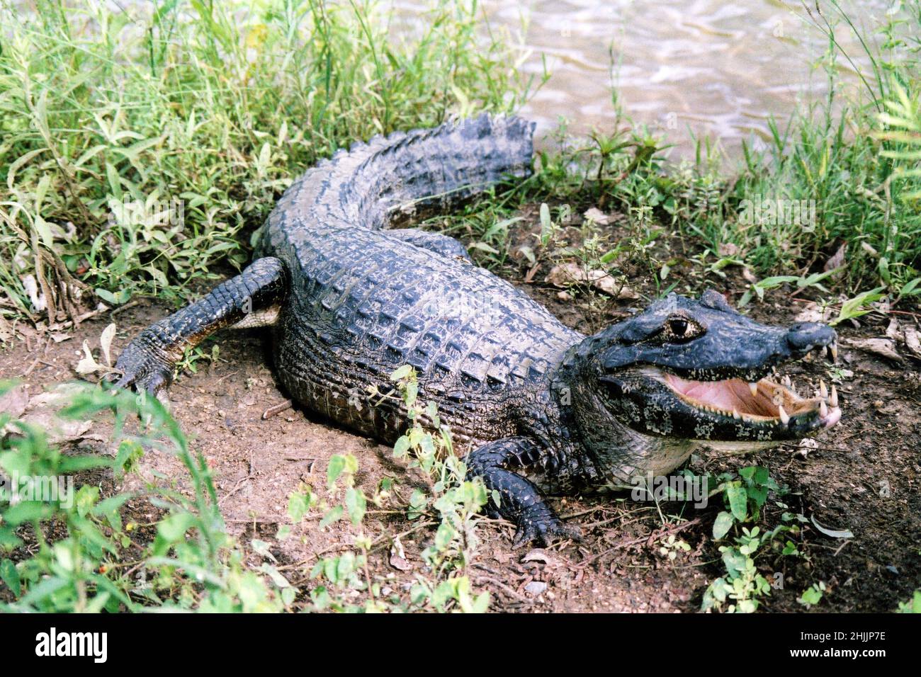 Yacare Caiman (Caiman yacare), Brasilien, Südamerika Stockfoto