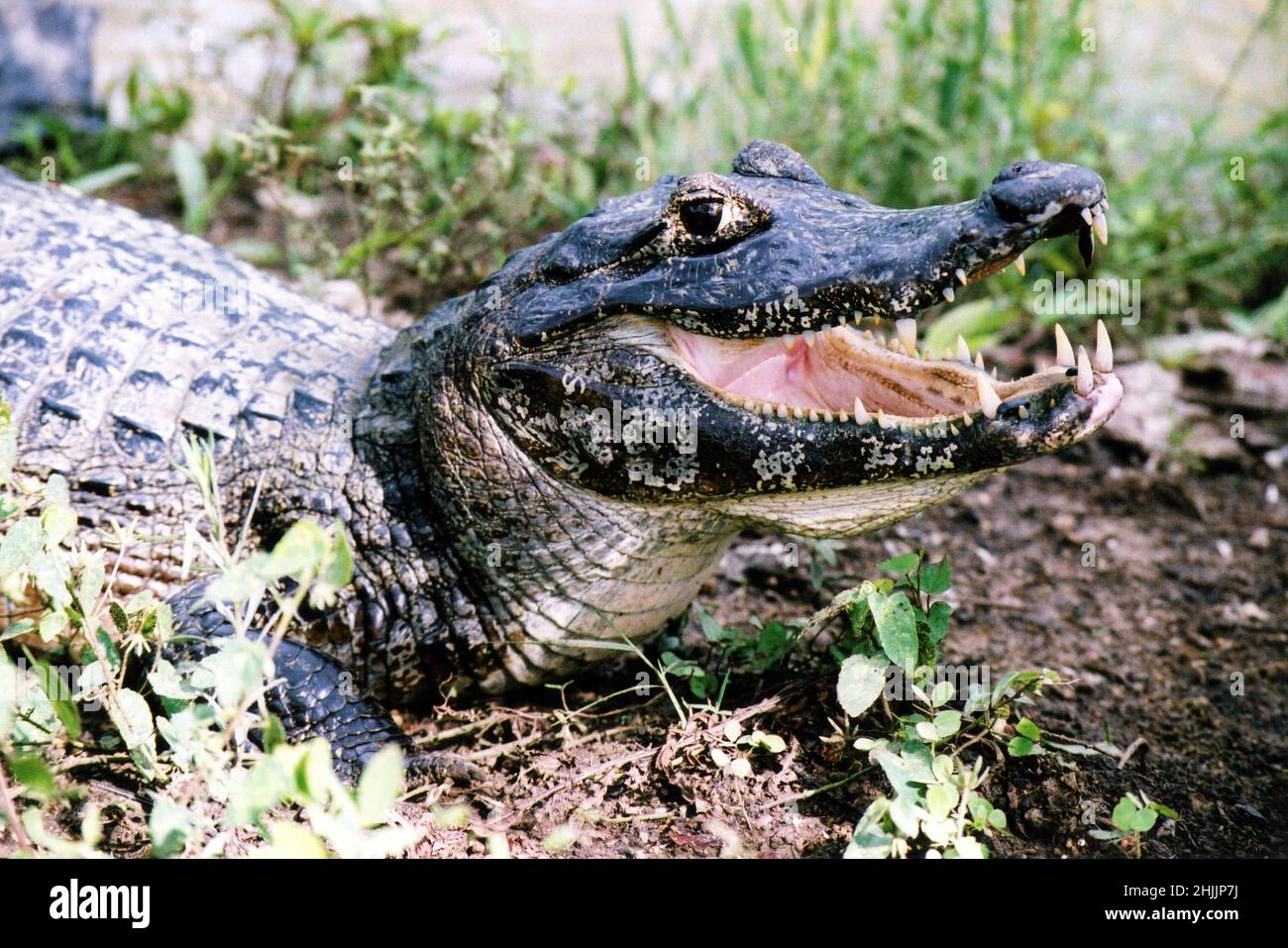 Yacare Caiman (Caiman yacare), Brasilien, Südamerika Stockfoto