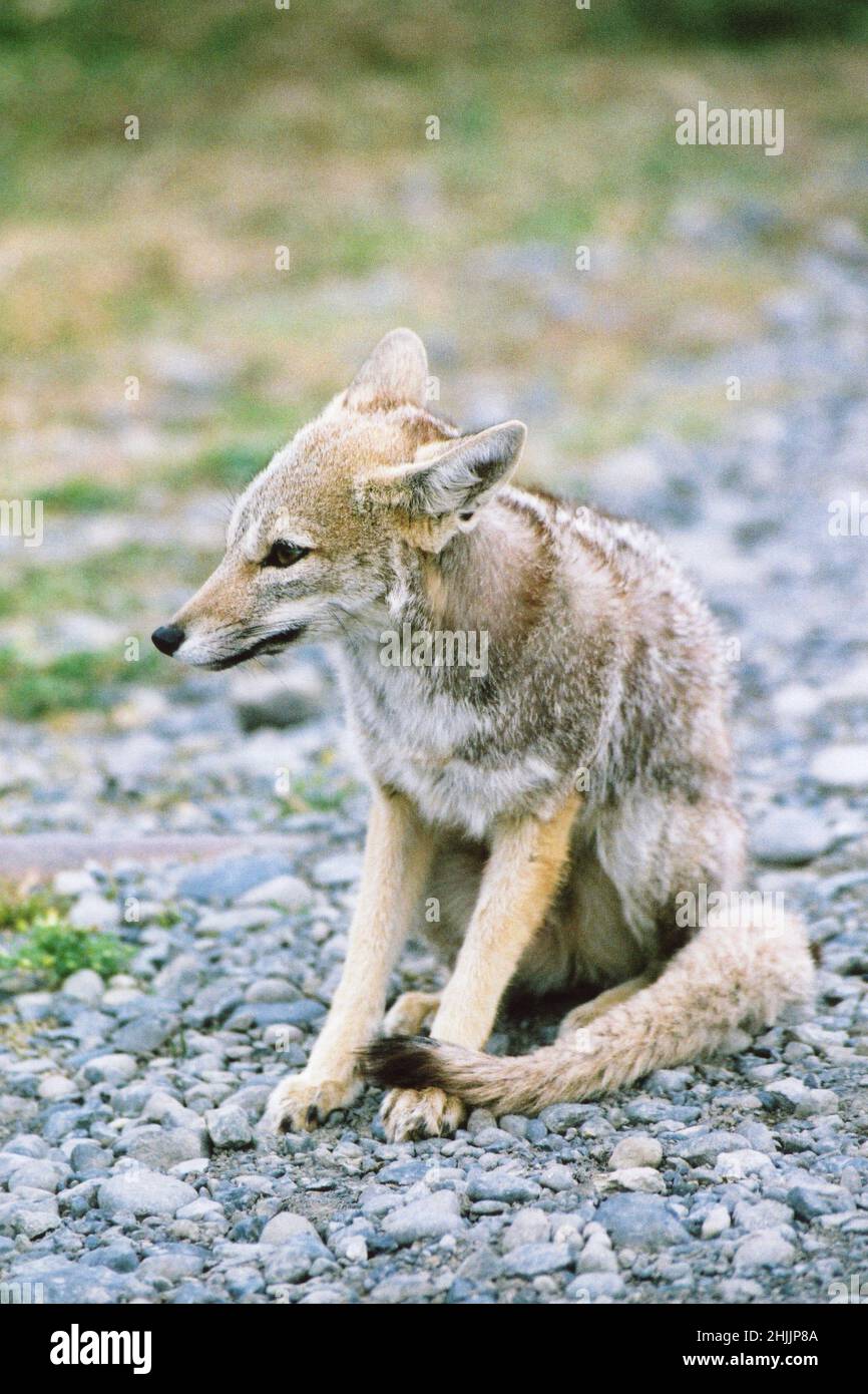 South American Gray Fox (Lycalopex früh) Stockfoto