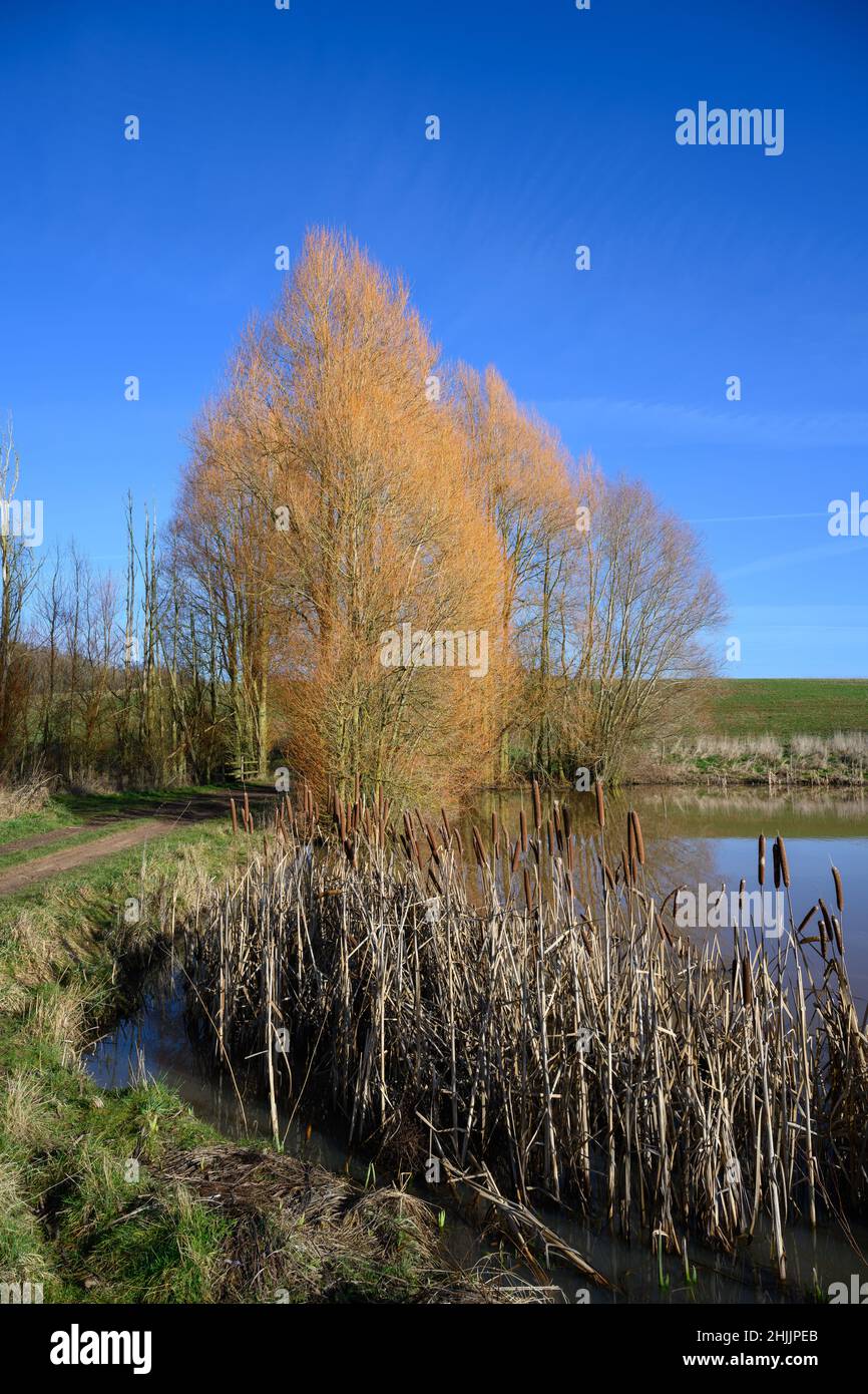 Goldene Bäume an einem See Stockfoto