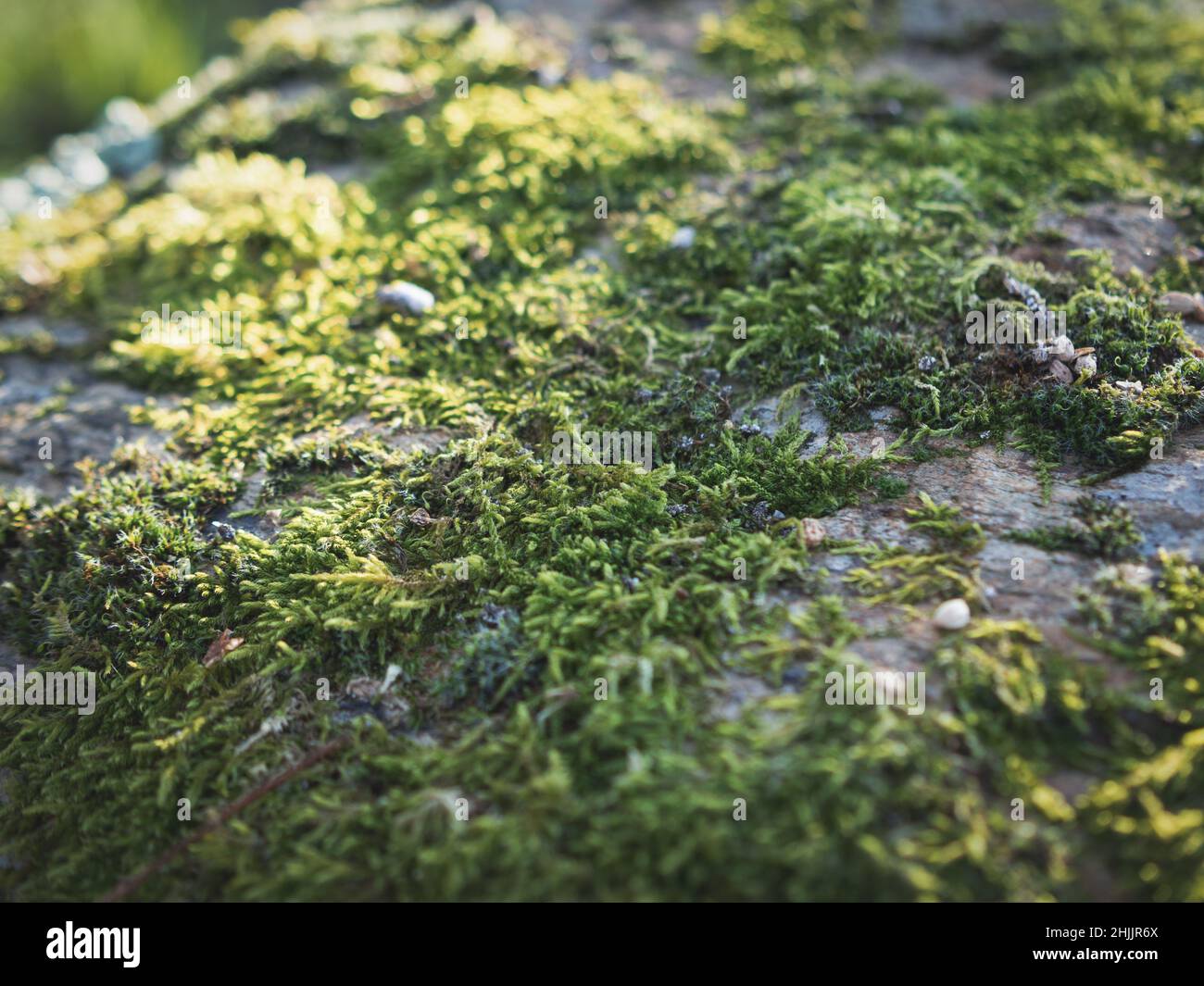 Geschlossene Ebene botanischen Garten Pflanzen Moos Stockfoto