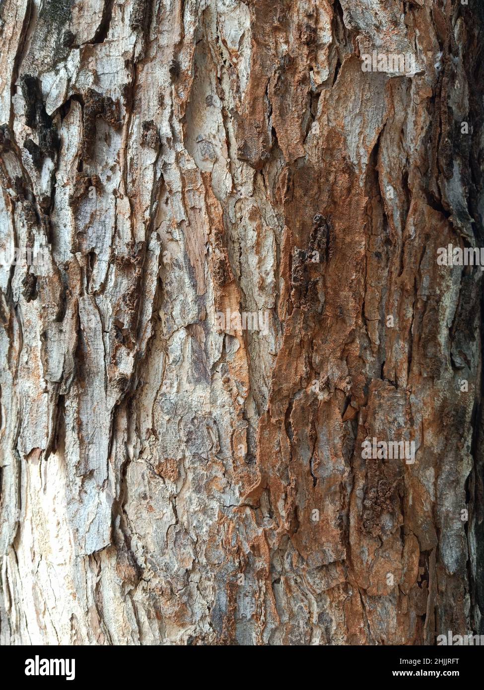 Die Textur eines ziemlich großen Baumstammes mit Licht von oben links Stockfoto