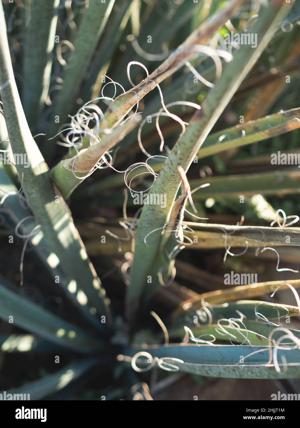 Botanische Gartenpflanzen mit geschlossenen Flugzeugen Stockfoto