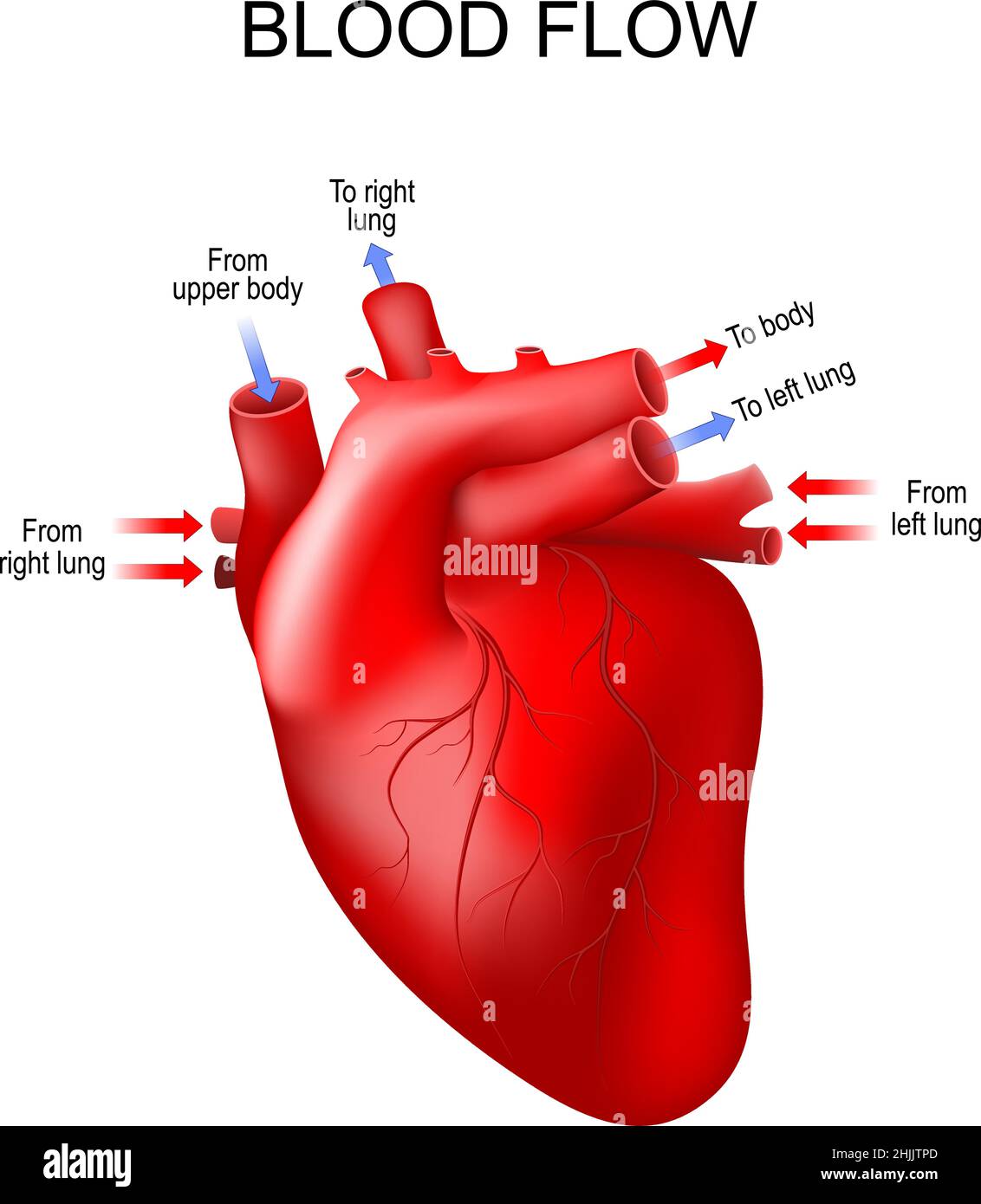 Anatomie des menschlichen Herzens. Pfeile zeigen die normale Richtung des Blutflusses an. Vektorposter Stock Vektor