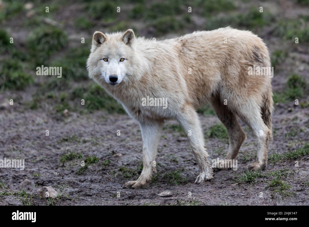 White Wolf im Wald Stockfoto