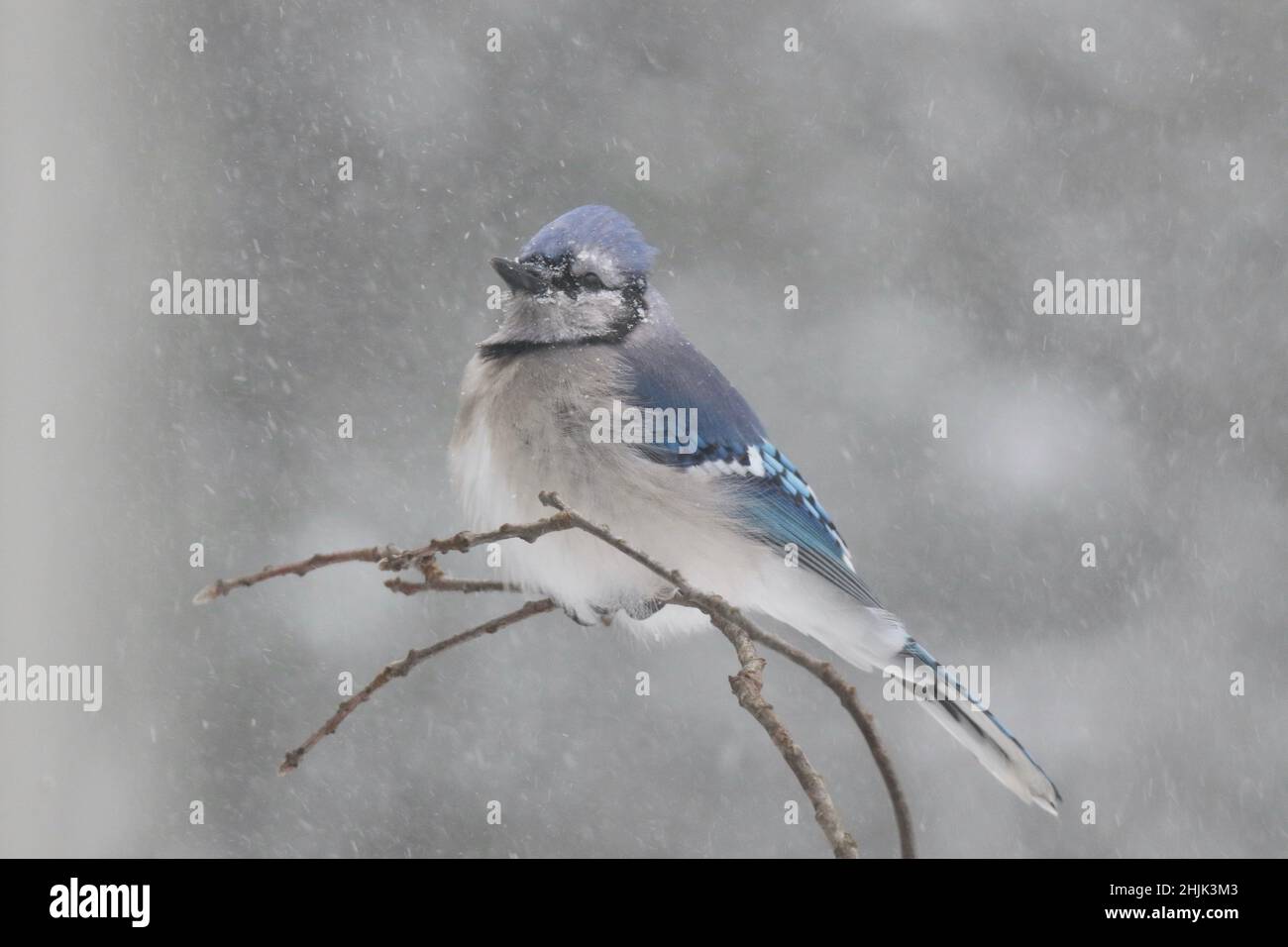 Blauer jay Cyanocitta cristata, der in einem Winterschneesturm auf Ästen streichelt Stockfoto