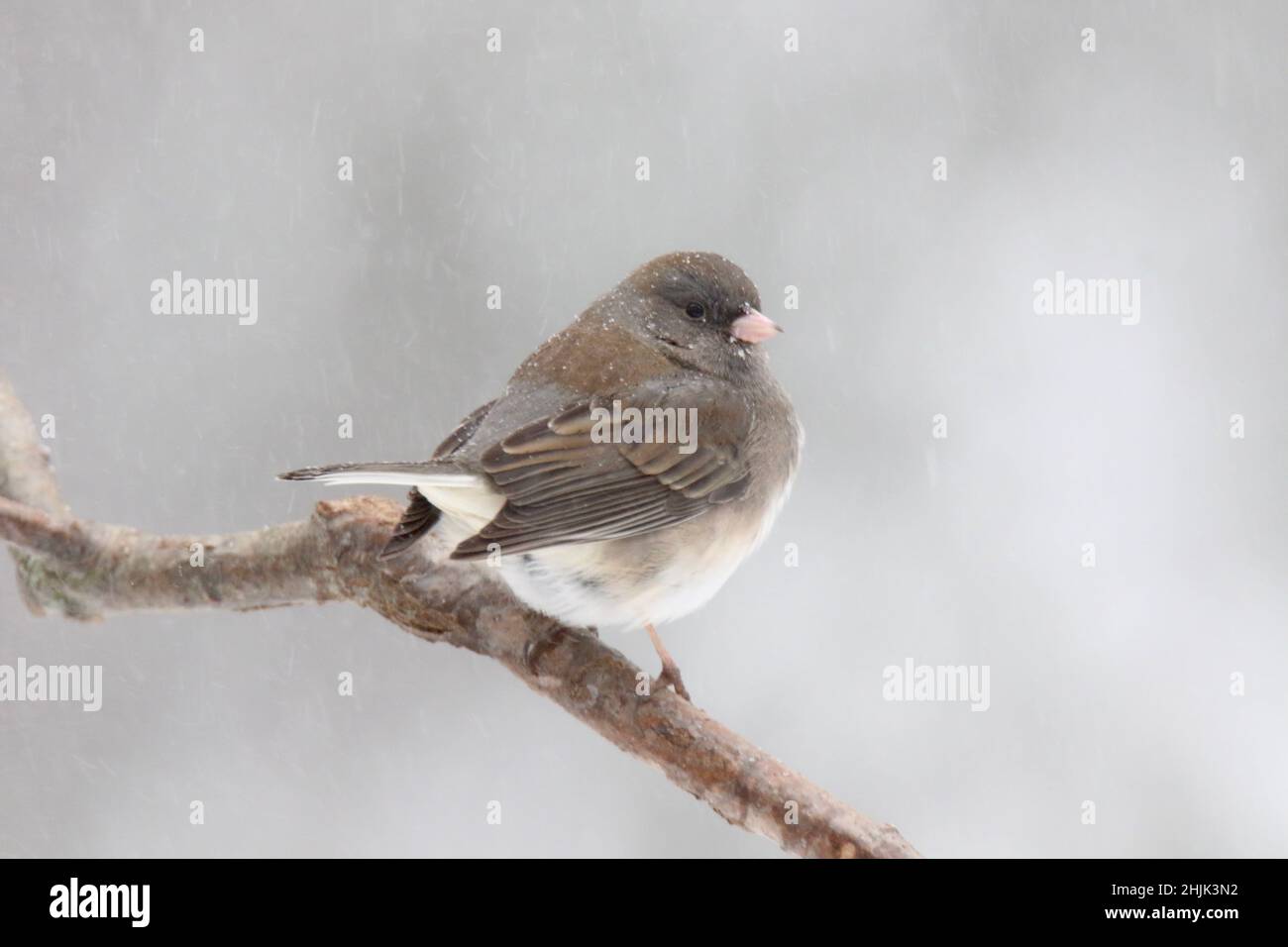 Dunkeläugige junco-Weibchen, die in einem Winterschneesturm hegten Stockfoto