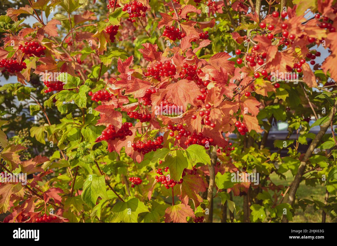 Bunte rote Blume Wand Textur Hintergrund Architektur Stockfoto