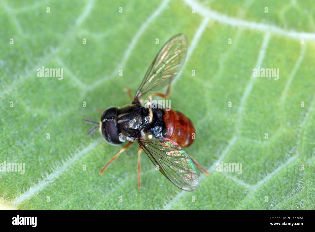 Syrphid Fly - Paragus bicolor. Syrphidae. Auf grünem Blatt. Stockfoto
