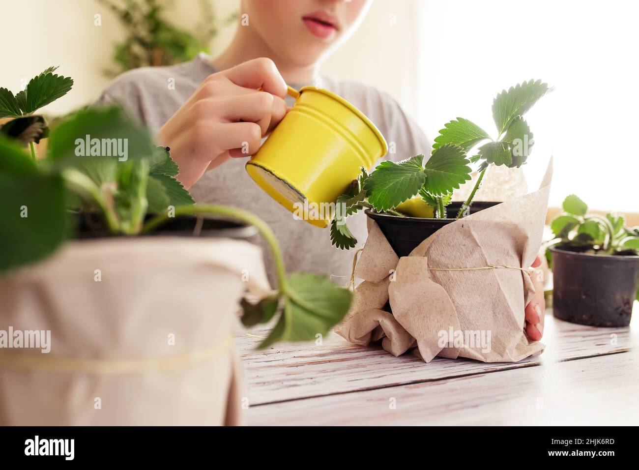 Erdbeerpflanze im Topf. Der Anbau von Beeren für eine gesunde Ernährung in Töpfen. Erdbeersprossen der Sorte in Töpfen, neben einem gelben Spaten und Bewässerung Stockfoto