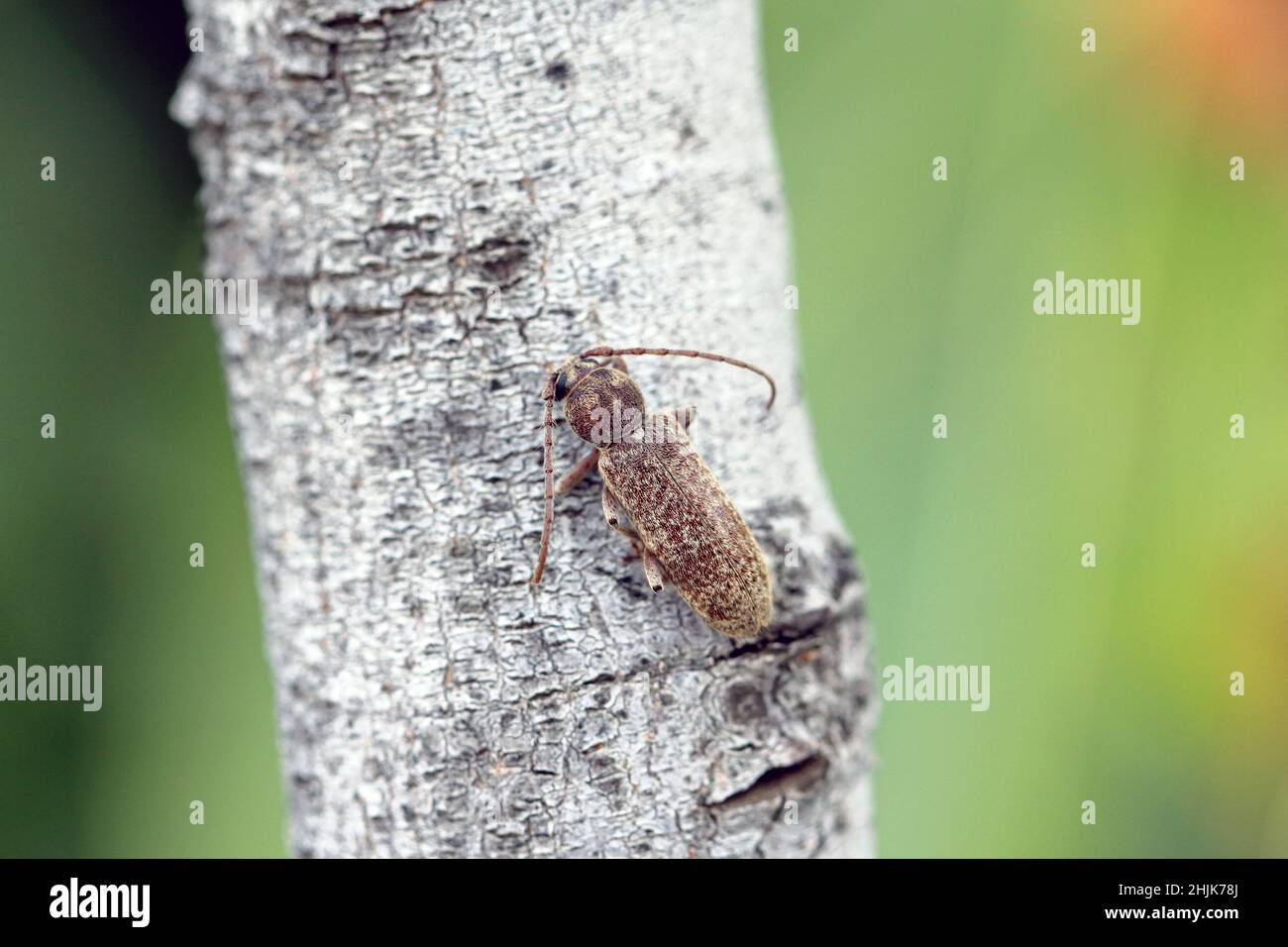 Langflüsterige Käfer (Cerambycidae), braun, mit einem weichen, vollen Körper an den Hinterflügeln Stockfoto