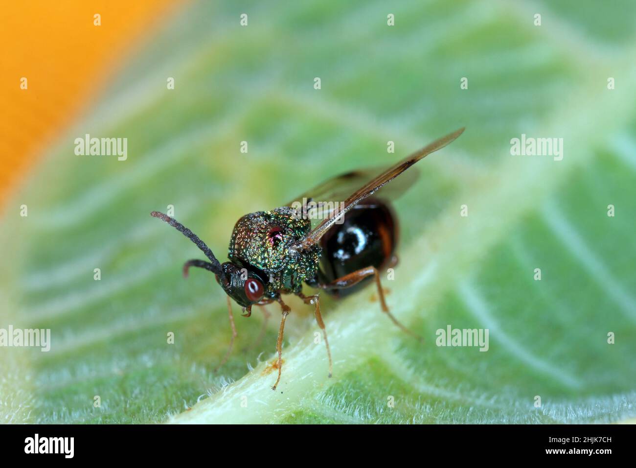 Parasitäre Hymenoptera der Familie Eucharitidae - Stilbula cyniformis. Die Larven dieser Wespe parasitieren Ameisen. Stockfoto