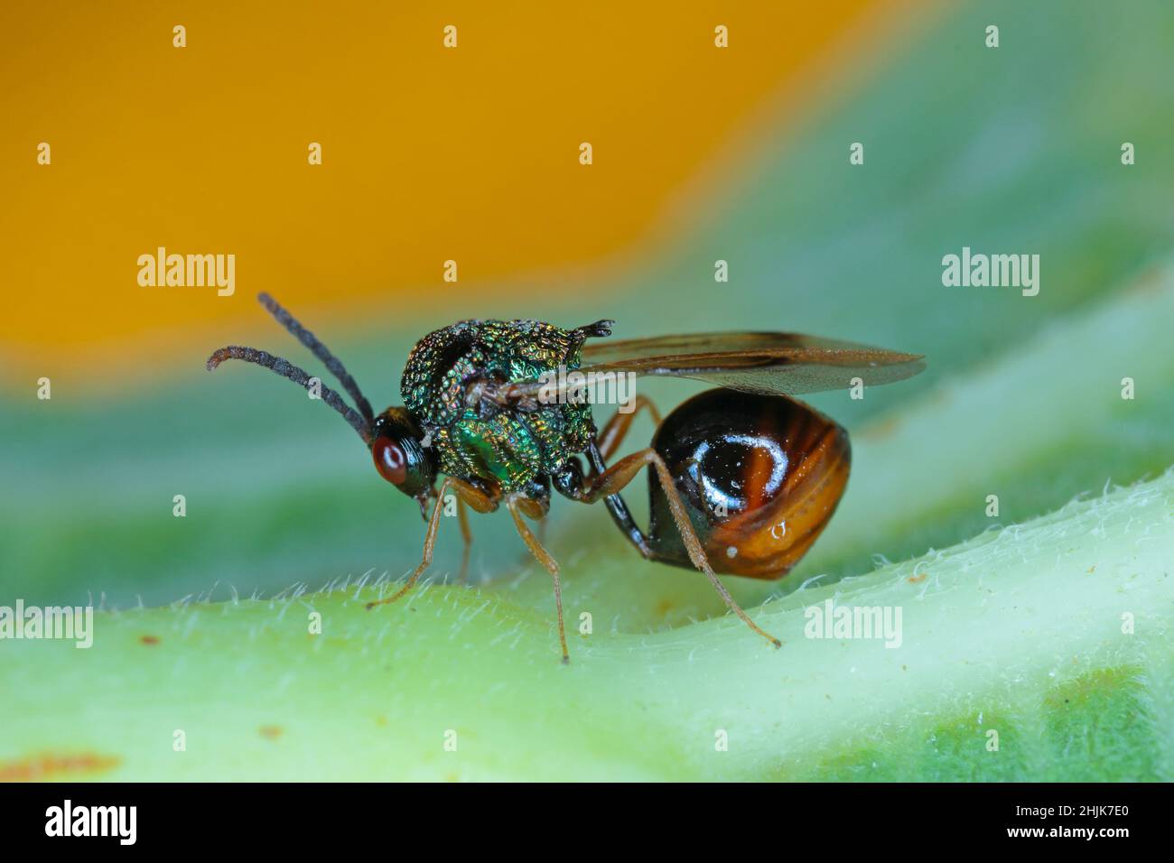 Parasitäre Hymenoptera der Familie Eucharitidae - Stilbula cyniformis. Die Larven dieser Wespe parasitieren Ameisen. Stockfoto
