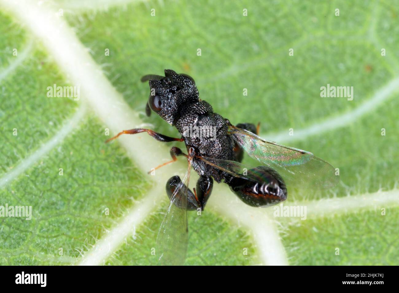 Parasitäre Wespe (Chalcidoidea) auf einem grünen Blatt. Stockfoto