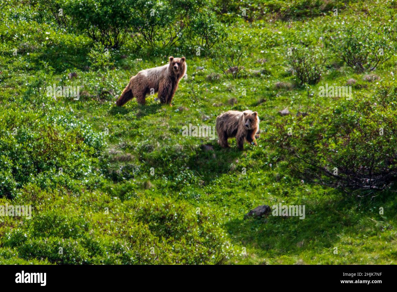 Zwei Erwachsene Grizzly Bears (Ursus arctos horribilis), nahe Highway Pass, Denali National Park, Alaska, USA Stockfoto