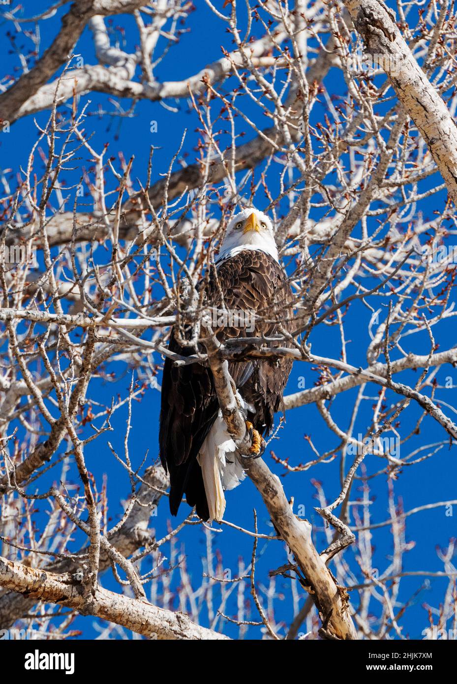 Amerikanischer Weißkopfseeadler (Haliaeetus leucocephalus); in einem Cottonwood-Baum mit Blick auf den South Arkansas River; Salida; Colorado; USA Stockfoto