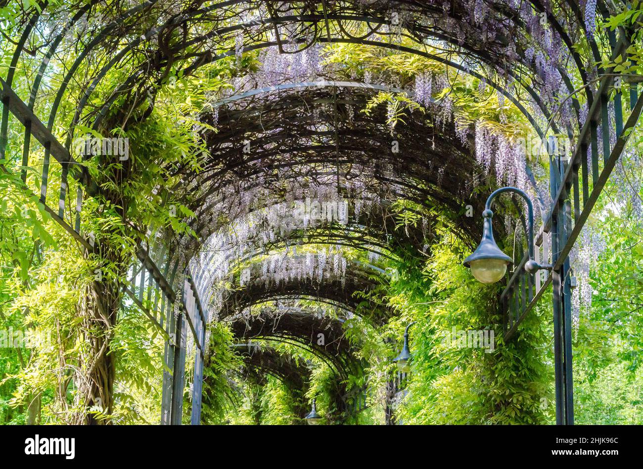 Blumen und Bäume wuchsen in eine Art Garten Tunnel. Stockfoto