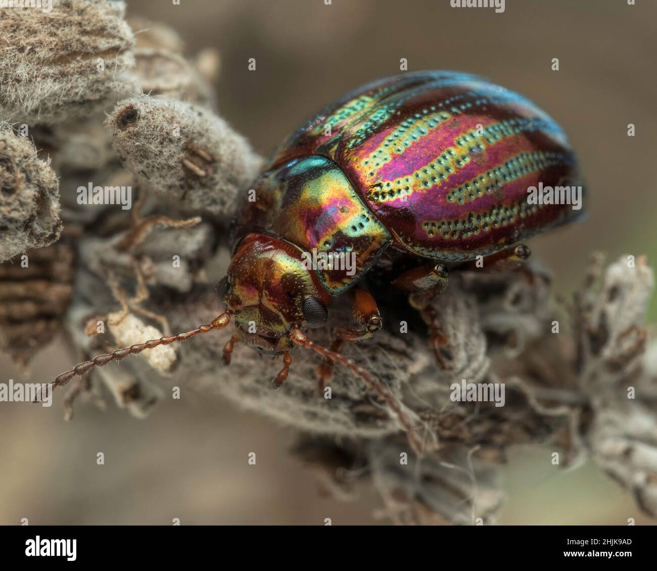 Rosmarinkäfer (Chrysolina americana), der auf altem Lavendelstamm ruht. Tipperary, Irland Stockfoto