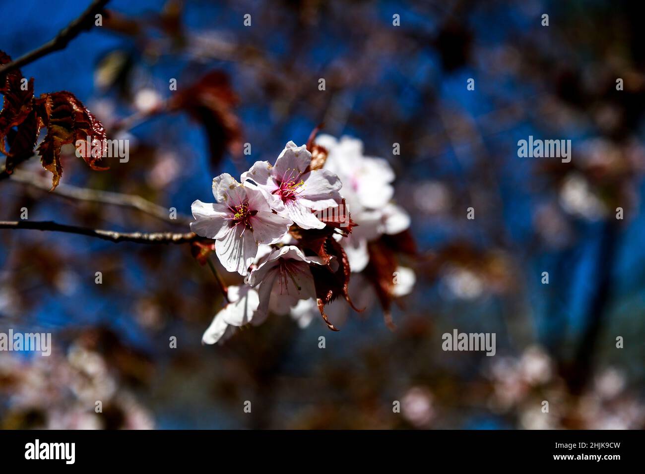 Nahaufnahme von Sakura-Blumen auf unscharfem Bokeh-Hintergrund. Kirschblüten Zweig in Blüte.Weiches Fokus Makro florale Fotografie. Geringe Schärfentiefe. Ga Stockfoto