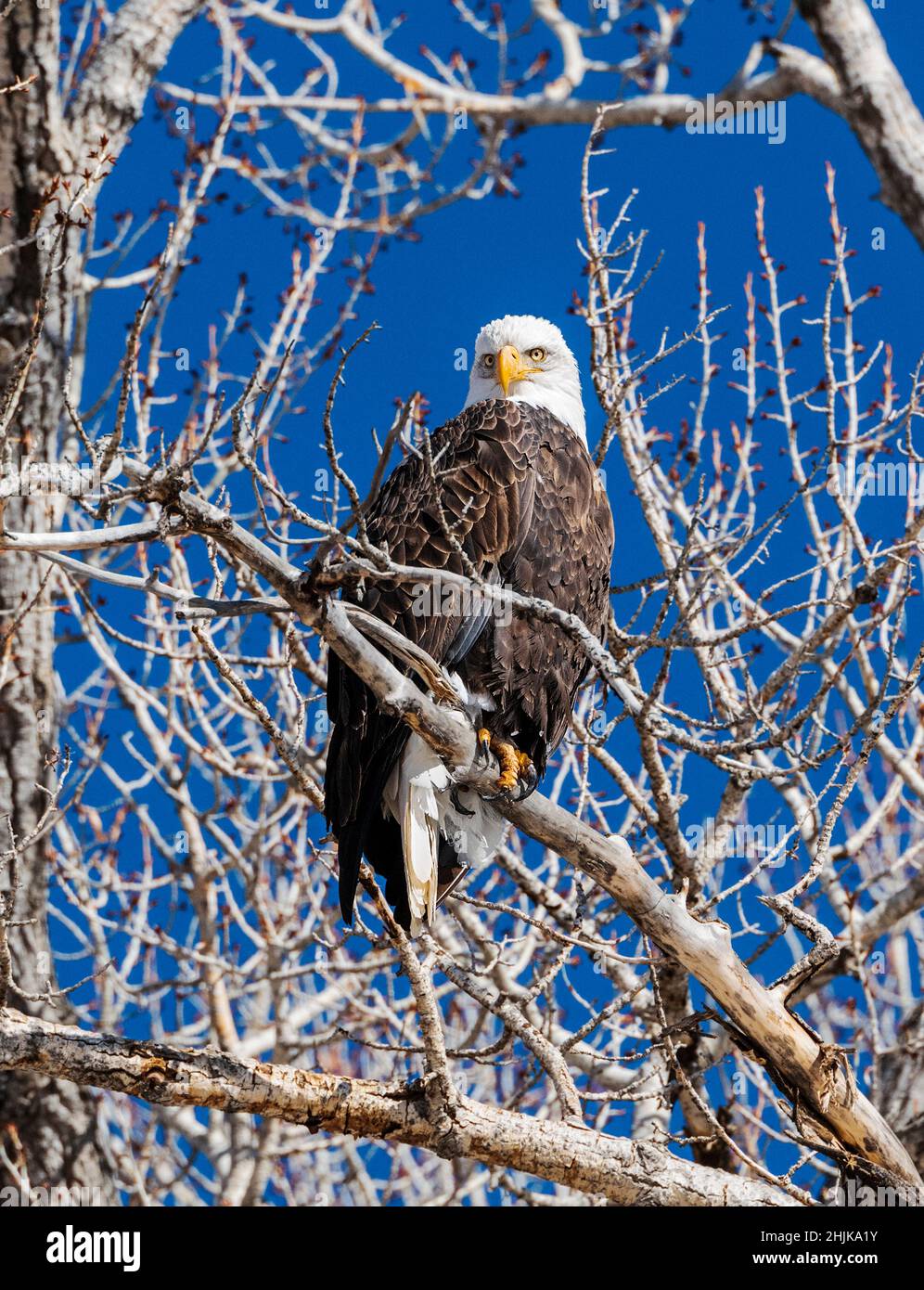 Amerikanischer Weißkopfseeadler (Haliaeetus leucocephalus); in einem Cottonwood-Baum mit Blick auf den South Arkansas River; Salida; Colorado; USA Stockfoto