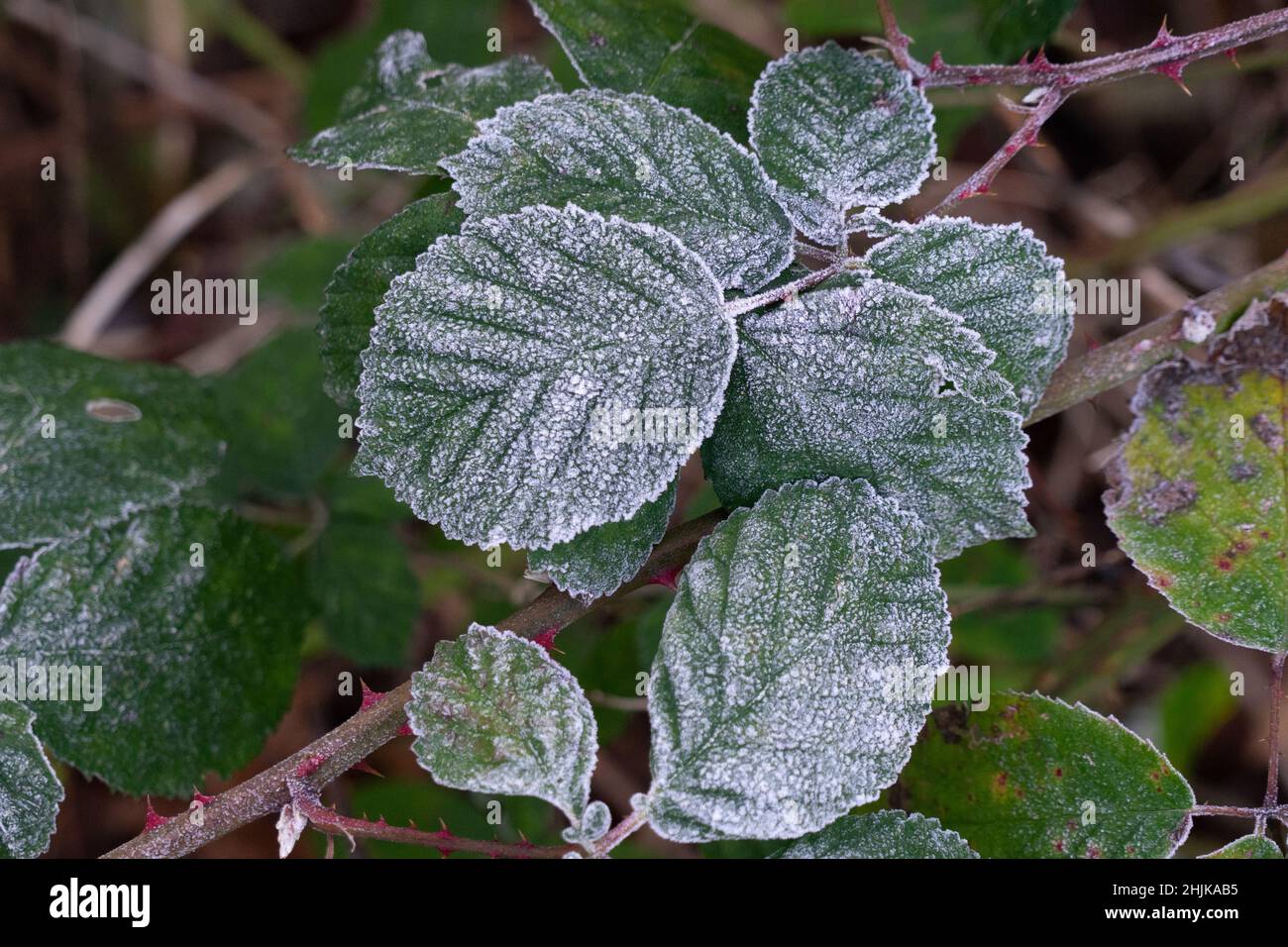 Erster Frost auf grünen Brambleeblättern Stockfoto