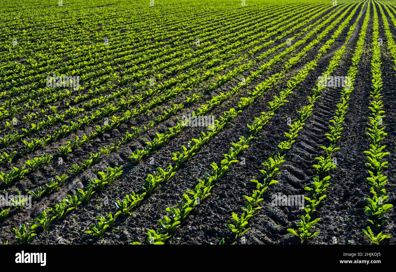 Zuckerrübenpflanzen werden zu Beginn der Saison angebaut. Landwirtschaftliche Landschaft. Stockfoto