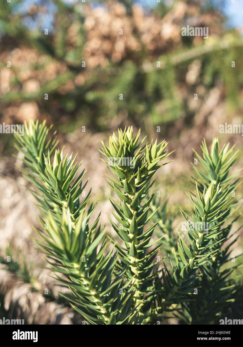 Botanische Gartenpflanzen mit geschlossenen Flugzeugen Stockfoto