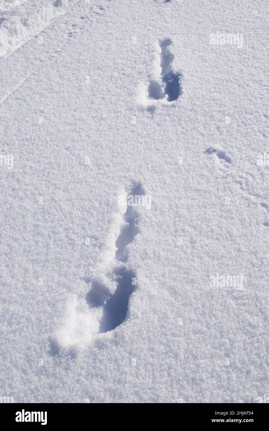 Frische Tierspuren im Schnee Stockfoto