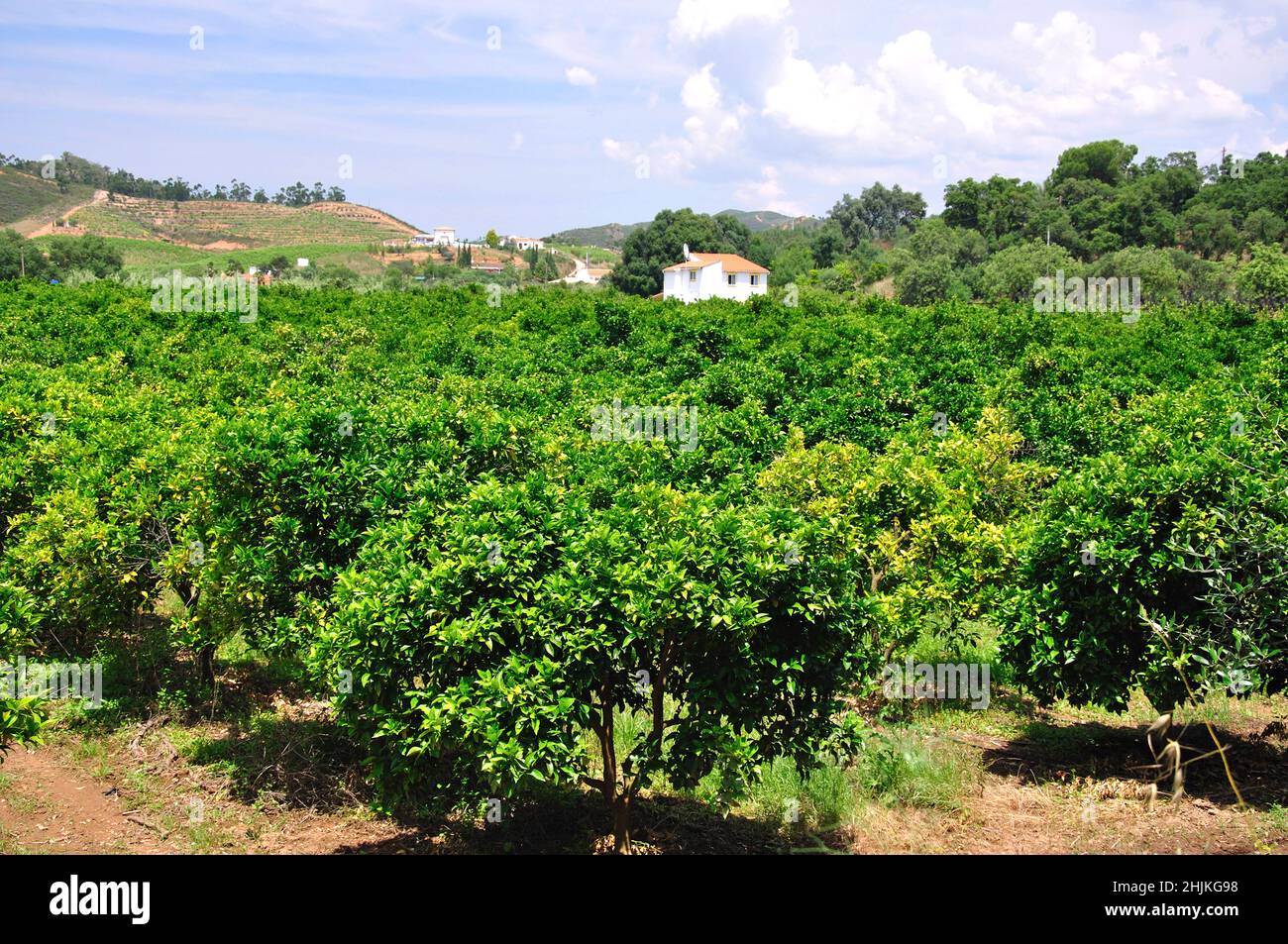 Orangenhain im Tal, in der Nähe von Silves, Algarve, Portugal Stockfoto