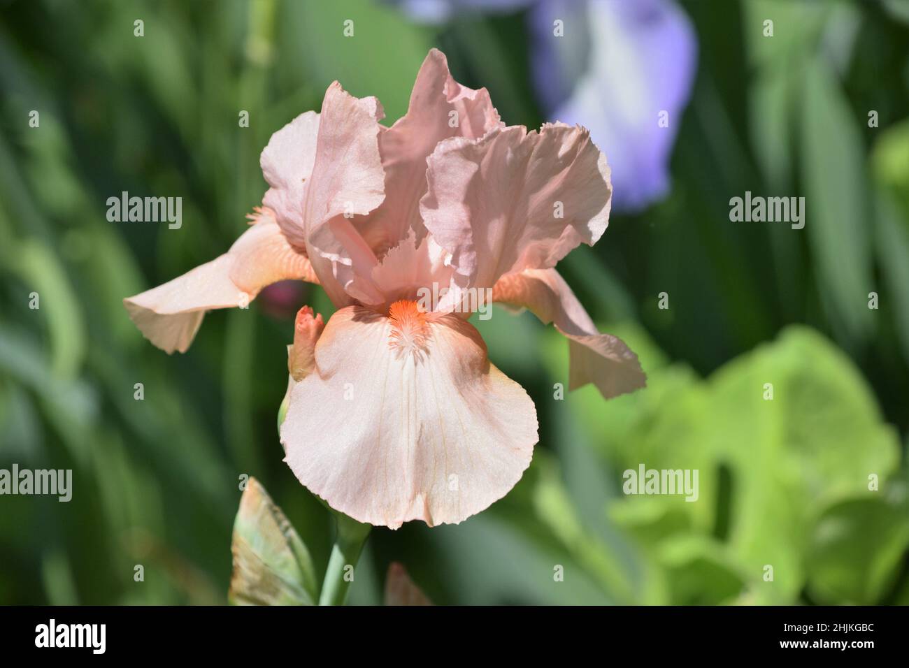 Iris in voller Blüte Stockfoto