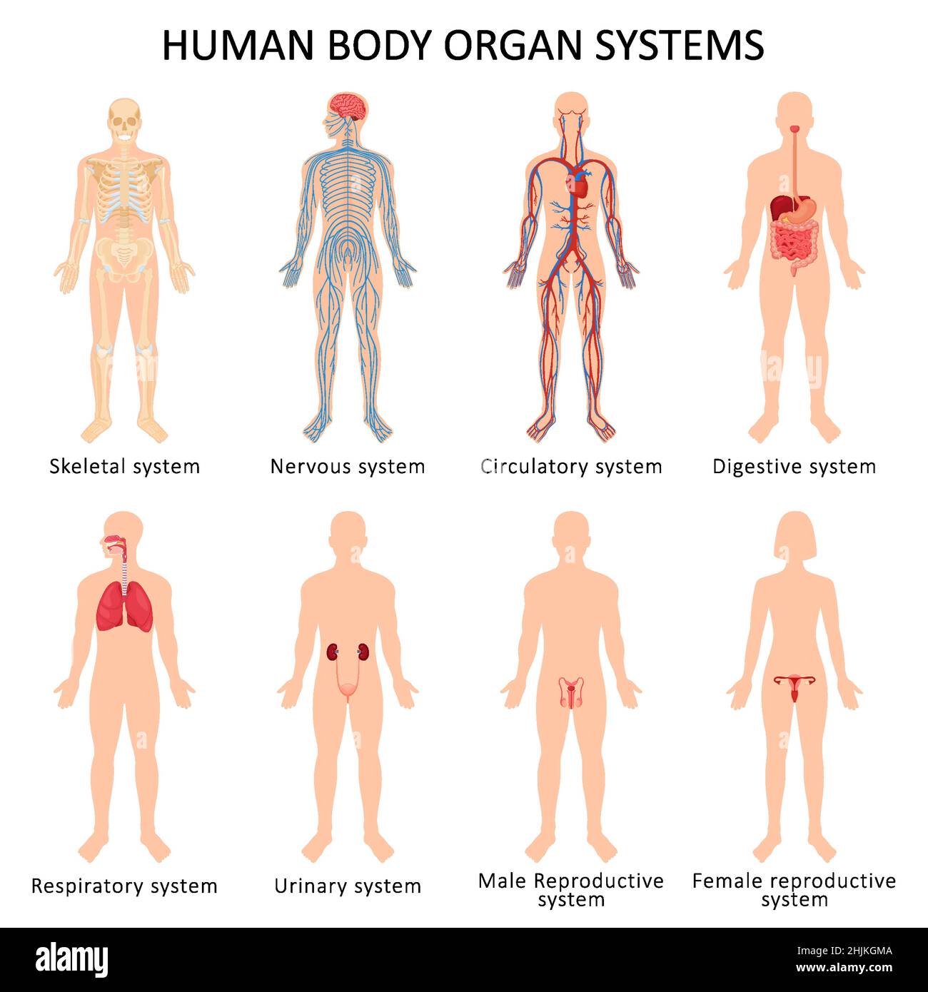 Satz von acht Systemen von Organen des menschlichen Körpers: Kreislauf-, Nerven-, Skelett-, Verdauungs-, männliche Fortpflanzung, Weibliche Fortpflanzung, Atemwege und U Stock Vektor