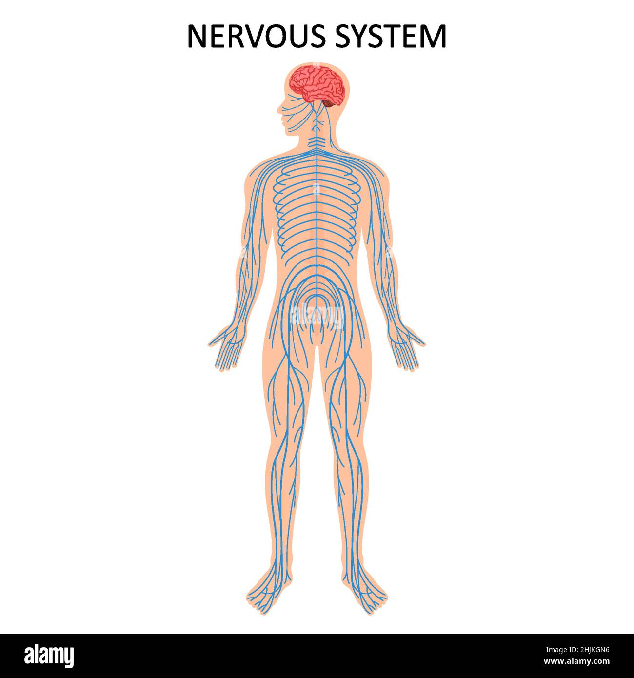 Menschliches Nervensystem. Medizinische Ausbildung Diagramm der Biologie für Nervensystem Diagramm. Vektorgrafik Stock Vektor