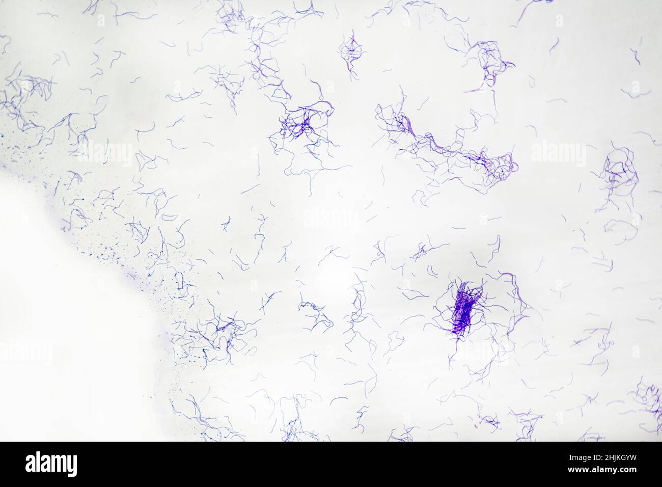 Bacillus megaterium aus der Sicht eines Lichtmikroskops Stockfoto