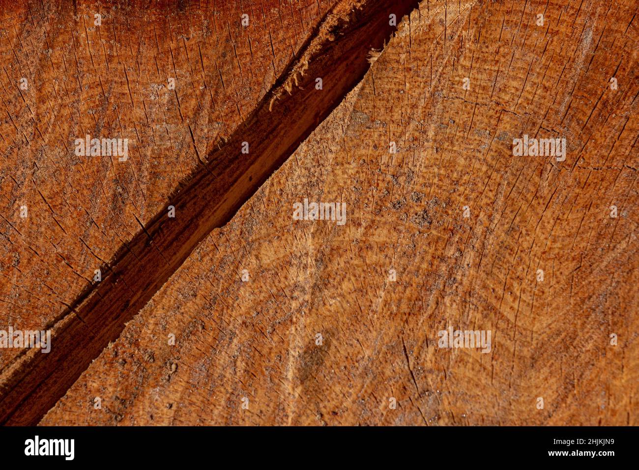 Nahaufnahme eines Kiefernstumpels mit einem Axt-Schnitt. Die Ringe und die Textur des Holzes sind sichtbar. Stockfoto