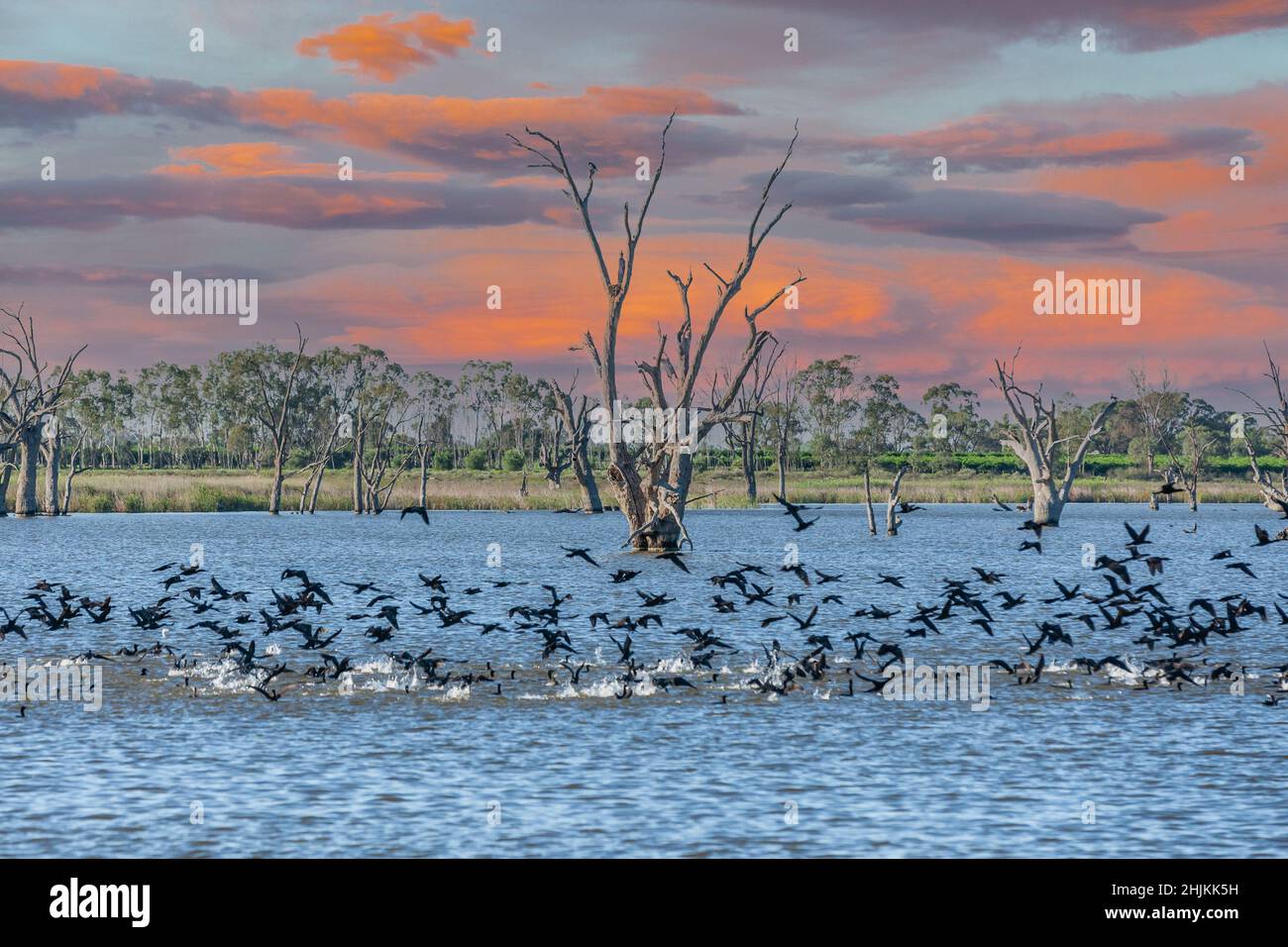 Landschaft des Lake Bonney im Lake Bonney Riverland in Südaustralien bei Sonnenuntergang mit hohen Wasservögeln und toten Bäumen Stockfoto