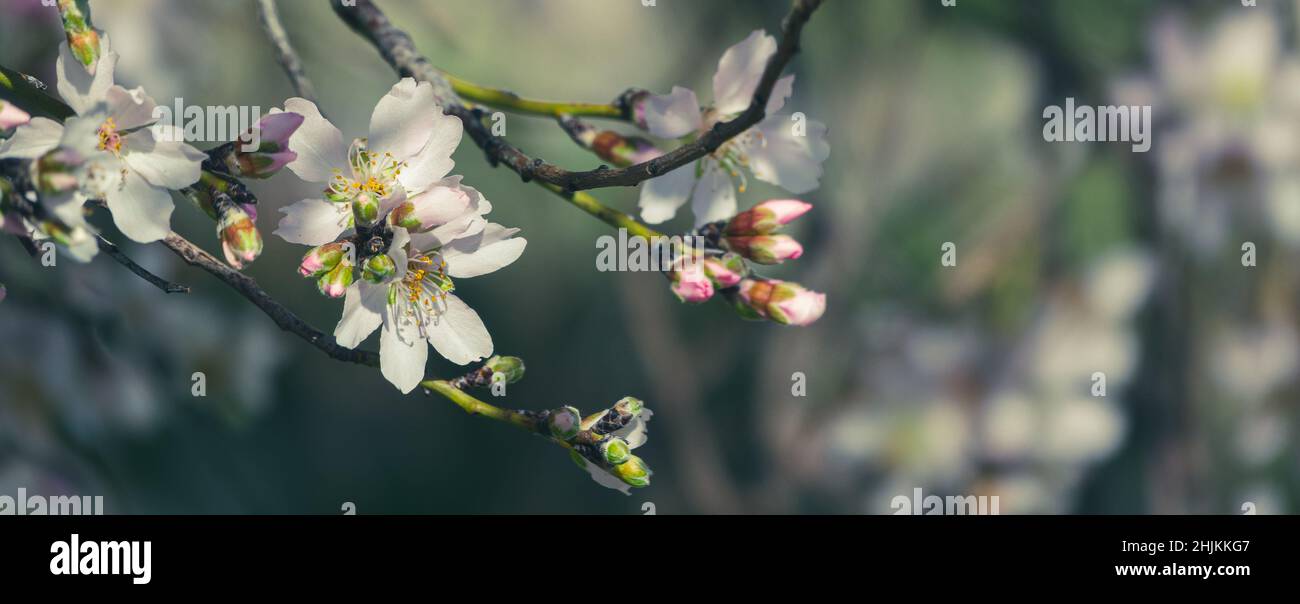 Banner mit weißen Blumen auf einem Obstbaum Stockfoto