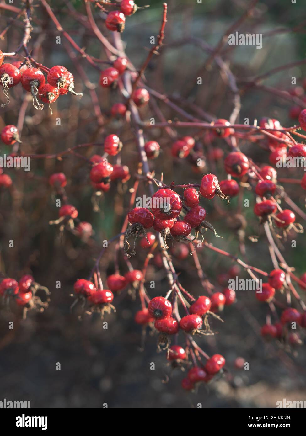 Botanische Gartenpflanzen mit geschlossenen Flugzeugen Stockfoto