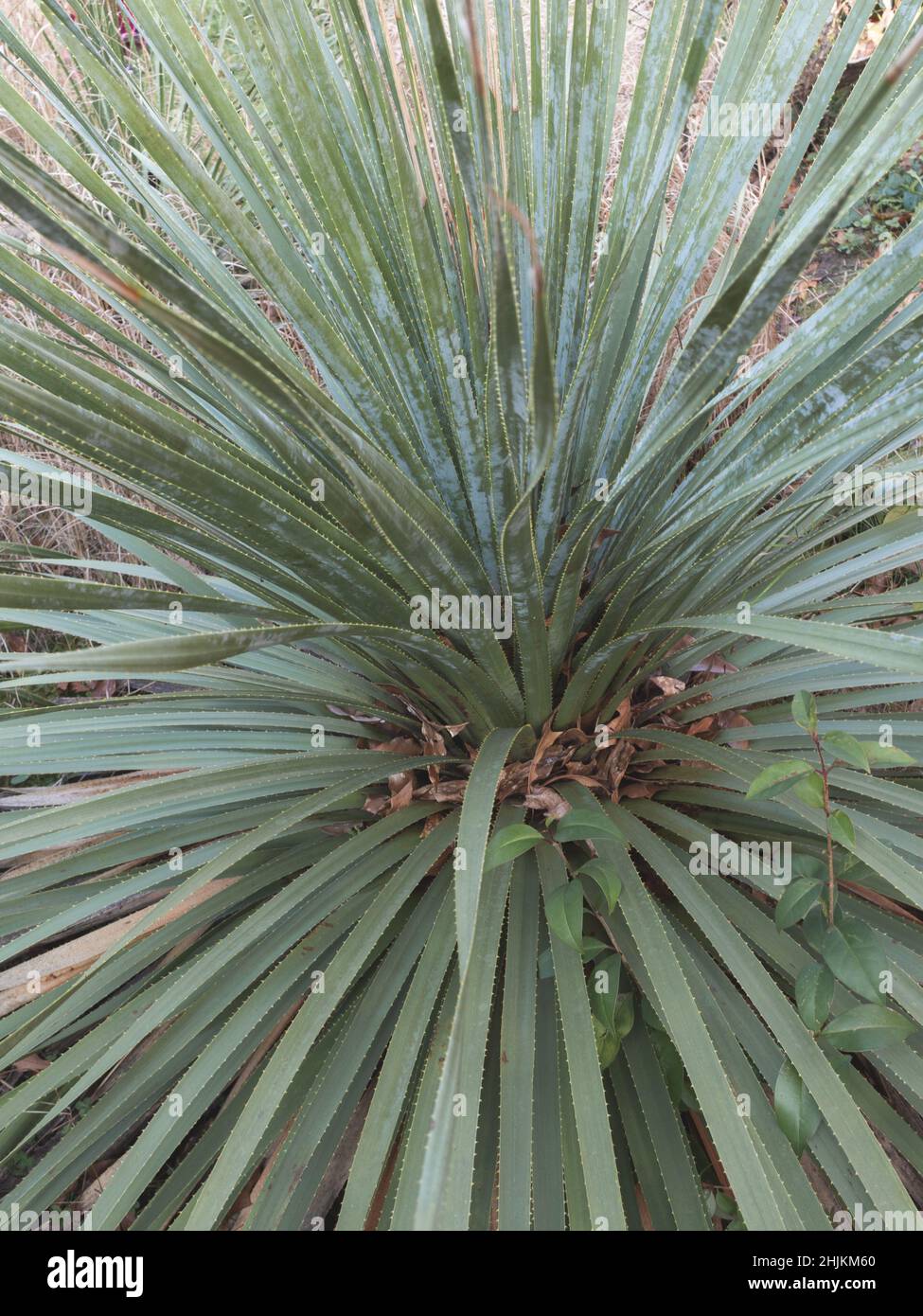Botanische Gartenpflanzen mit geschlossenen Flugzeugen Stockfoto
