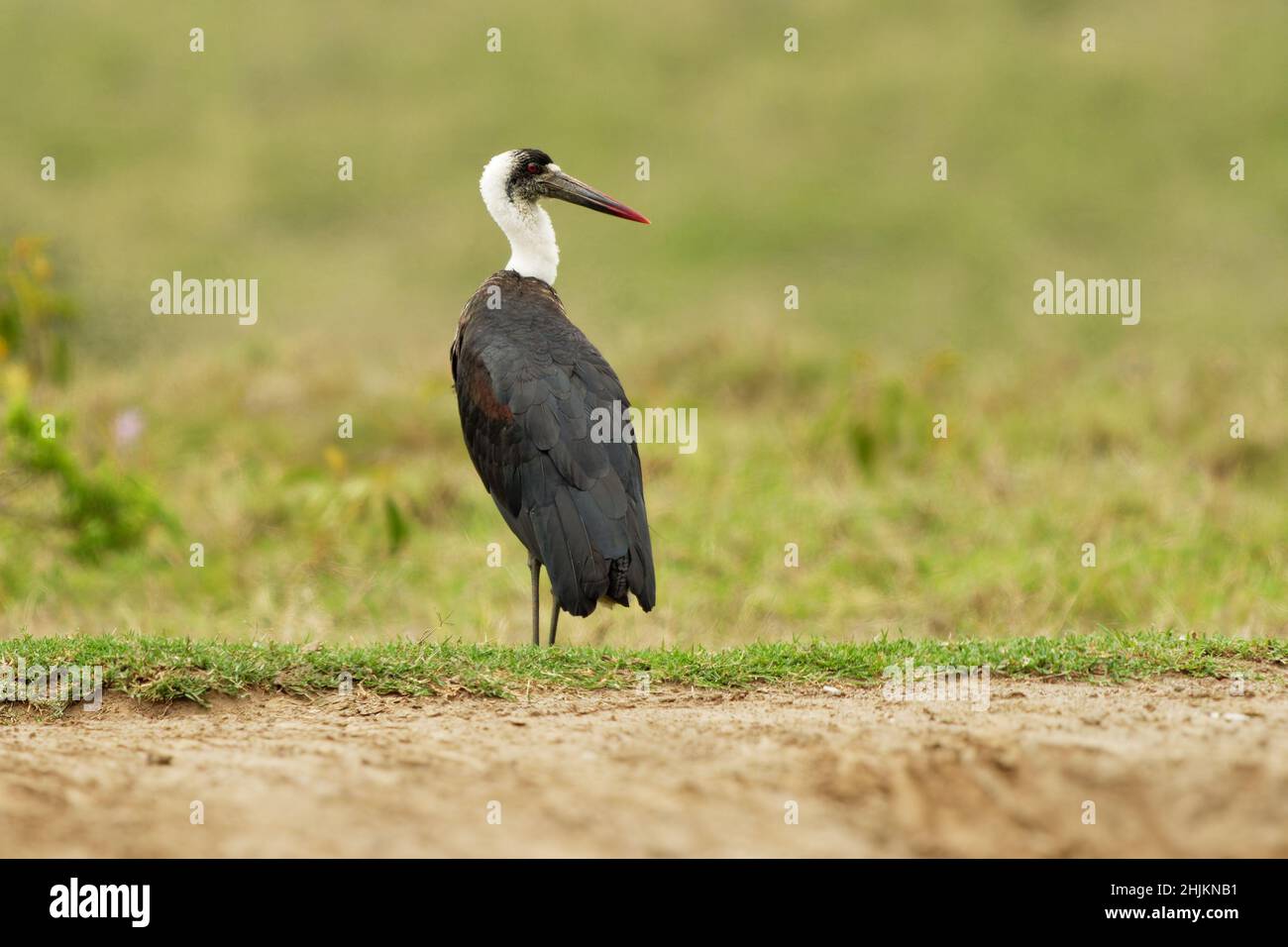 Weißhalsstorch oder Weißhalsstorch Ciconia episcopus, großer Watvögel in Ciconiidae, in Sümpfen, Wäldern, landwirtschaftlichen Gebieten und Süßwasser Stockfoto