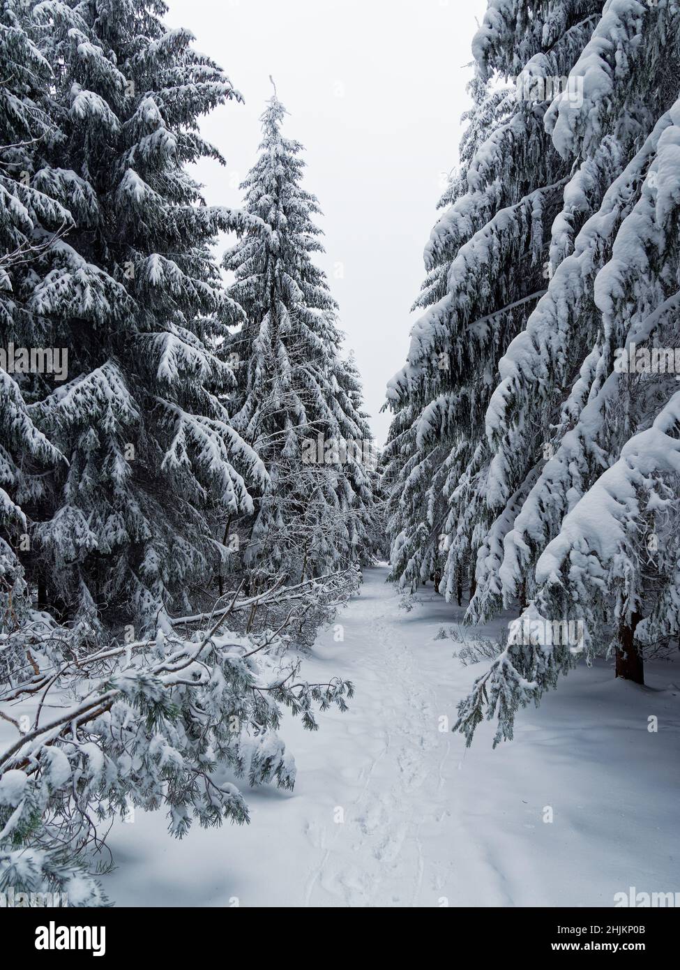 Winterwald mit Fichte und viel weißem Schnee, Fußweg im Wald in den Bergen. Wintersaison in den Bergen. Stockfoto