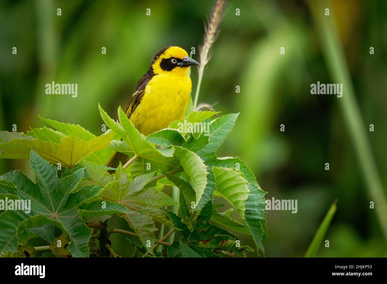Baglafecht Weaver - Ploceus baglafecht Webervögel aus der Familie Ploceidae, die in Ost- und Zentralafrika vorkommt, gelber und schwarzer Singvögel Stockfoto