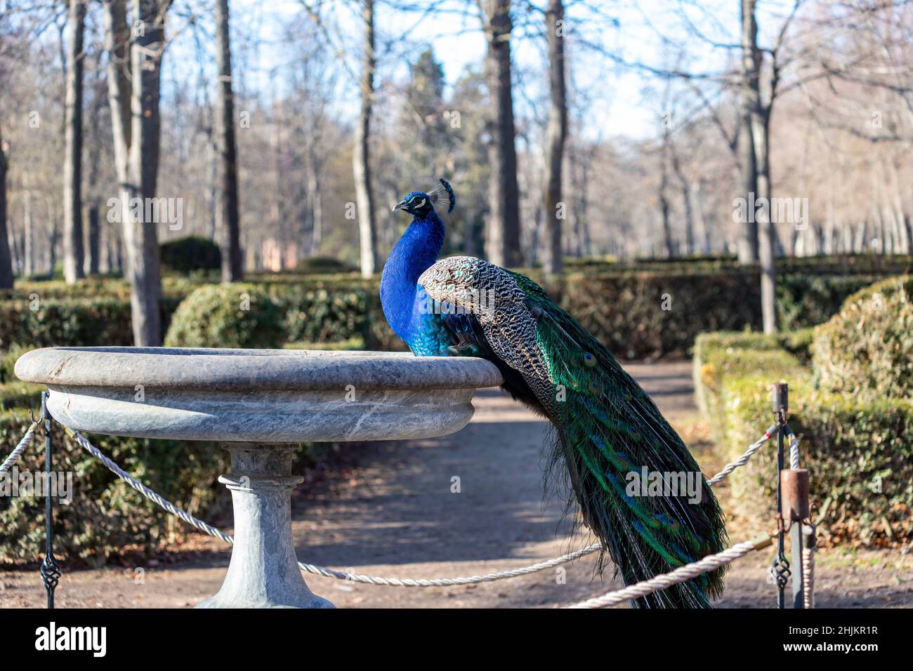 Peafowl, Jardín de la Isla , Aranjuez, Madrid, Spanien Stockfoto
