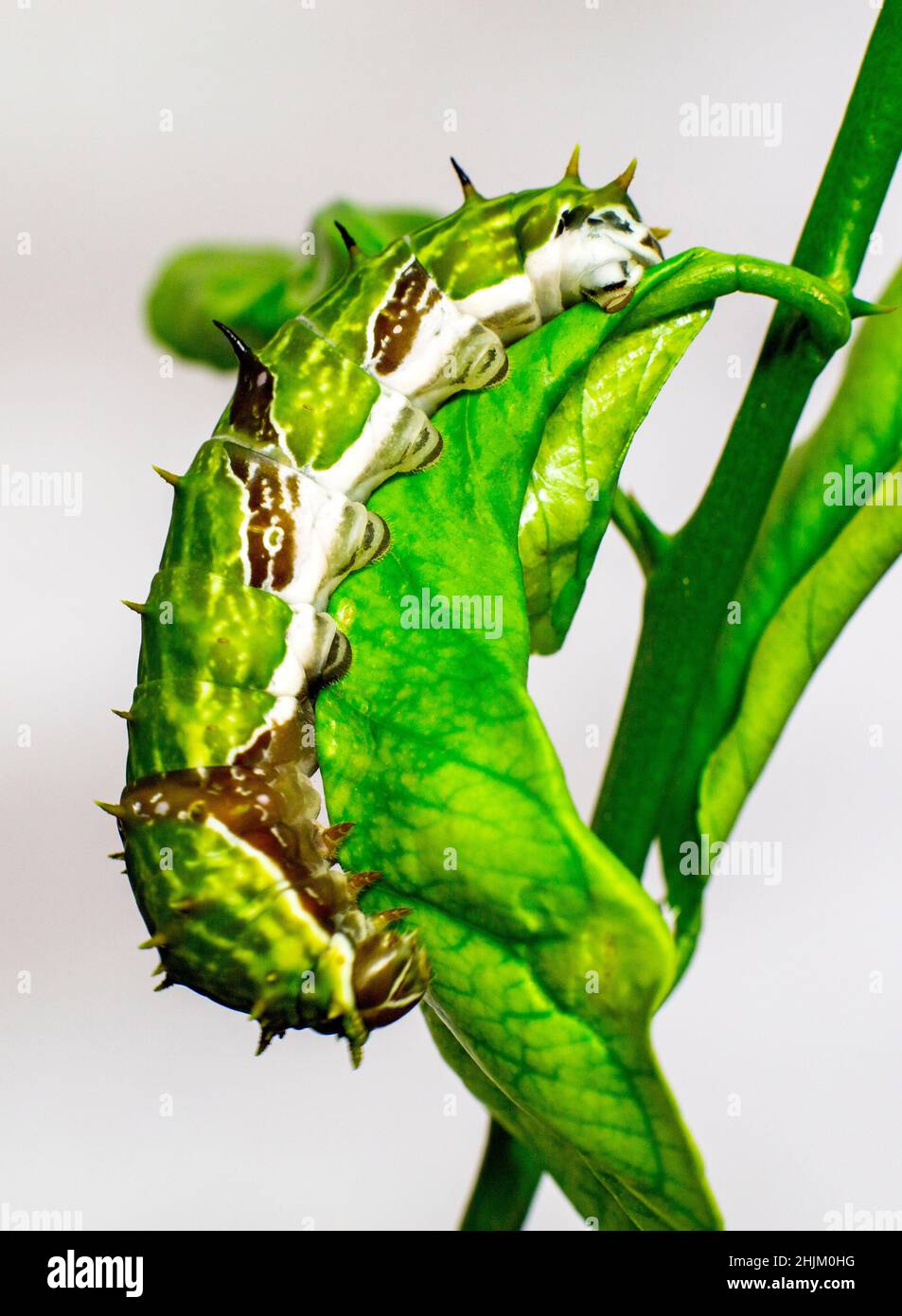 Seitenansicht der Orchard Swallowtail Caterpillar auf Lemon Tree Leaf mit grünem Körper, diagonalen braunen Flecken und dorsalen Stacheln Stockfoto